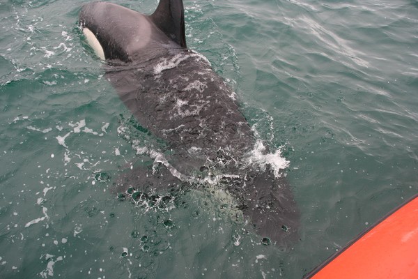 Orca off Akaroa Heads